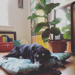 Meet your Posher, Bocephus